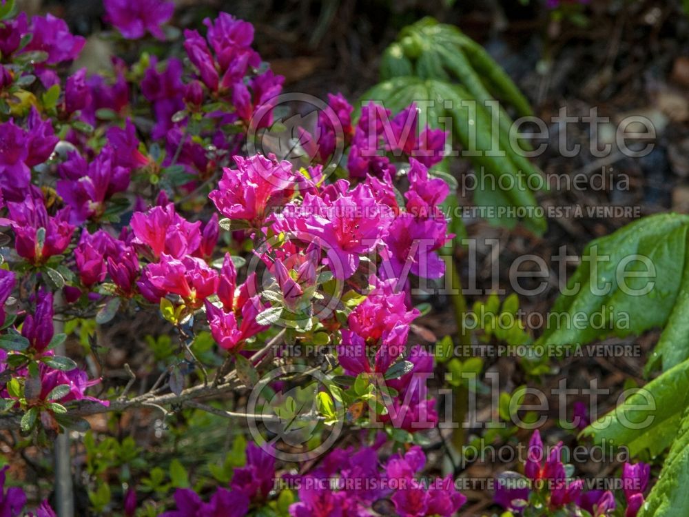 Rhododendron Girard's Fuchsia (Rhododendron Azalea) 4 