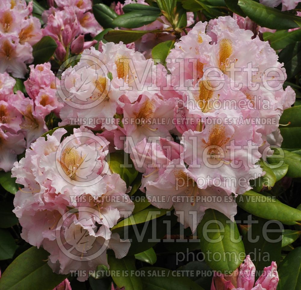 Rhododendron Janet Blair (Rhododendron azalea) 2
