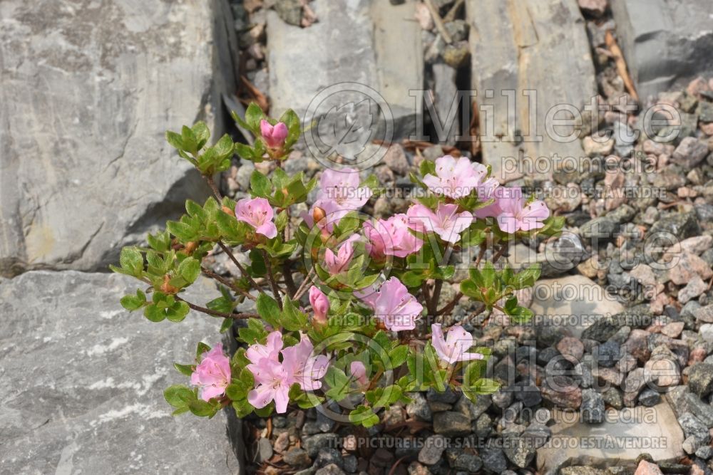 Rhododendron Betty Muir (Rhododendron Azalea) 1 