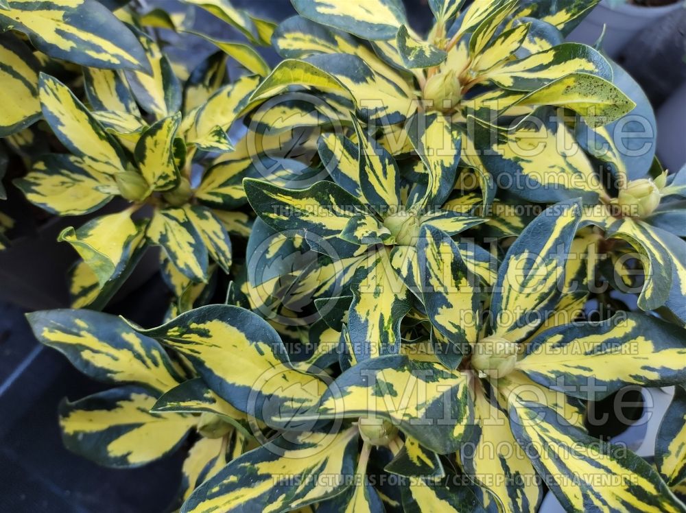 Rhododendron Molten Gold aka Blattgold (Rhododendron Azalea) 2 