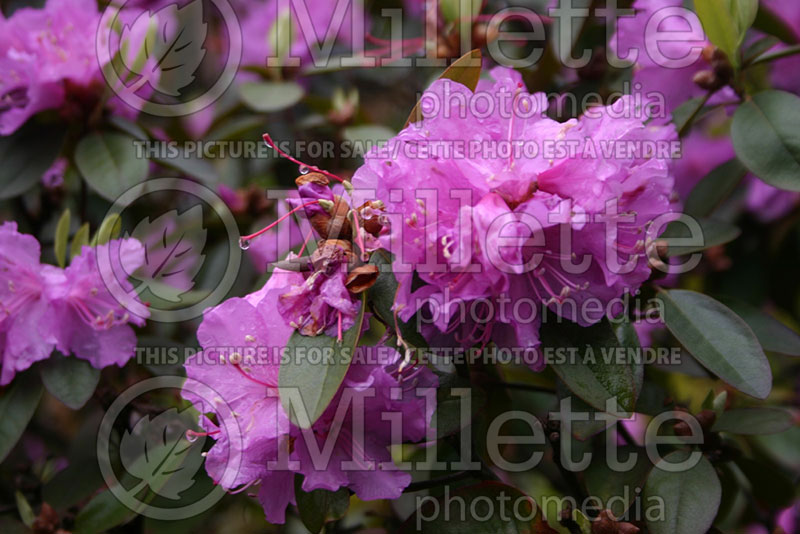 Rhododendron aka Azalea P.J.M. Elite (Rhododendron Azalea) 1 