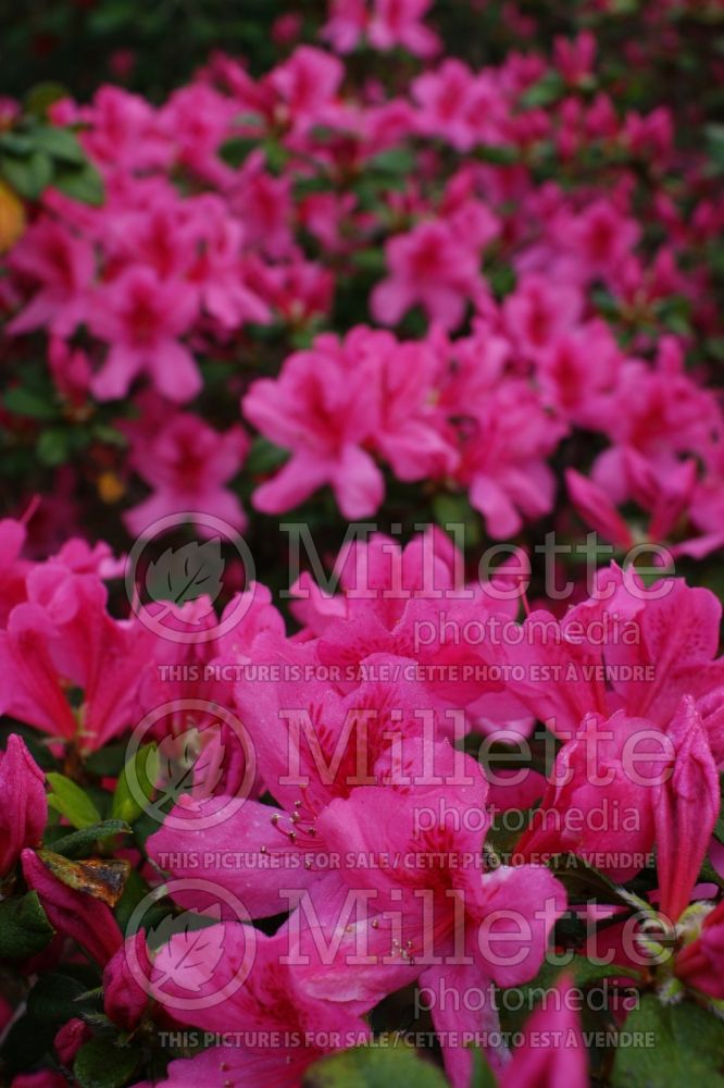 Rhododendron Pride of Mobile (Rhododendron azalea) 2
