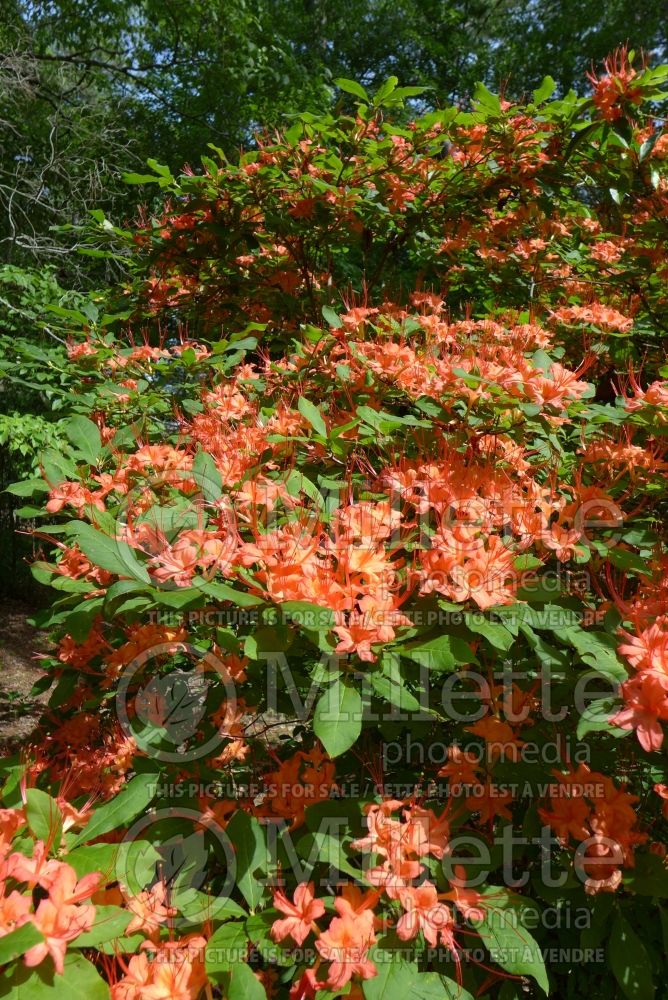 Rhododendron prunifolium (Rhododendron Plum Leaf Azalea) 7