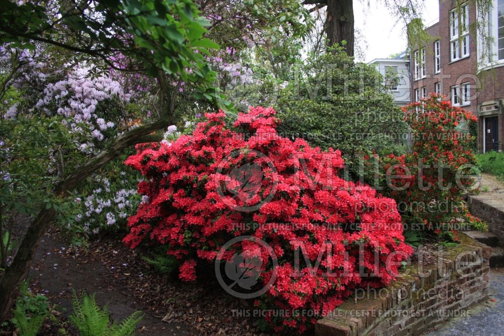 Rhododendron Scarlet Wonder (Rhododendron) 2