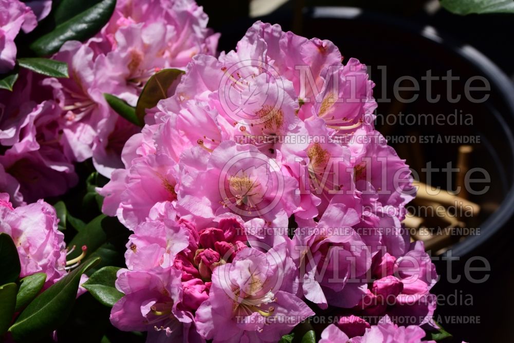 Rhododendron Scintillation (Rhododendron azalea) 3