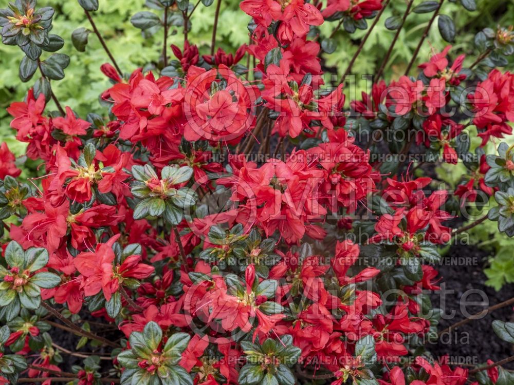 Rhododendron Stewartstonian (Rhododendron azalea) 4 