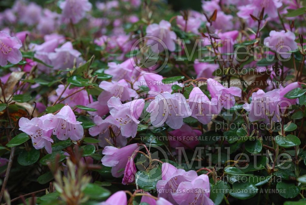 Rhododendron williamsianum (Rhododendron) 1 