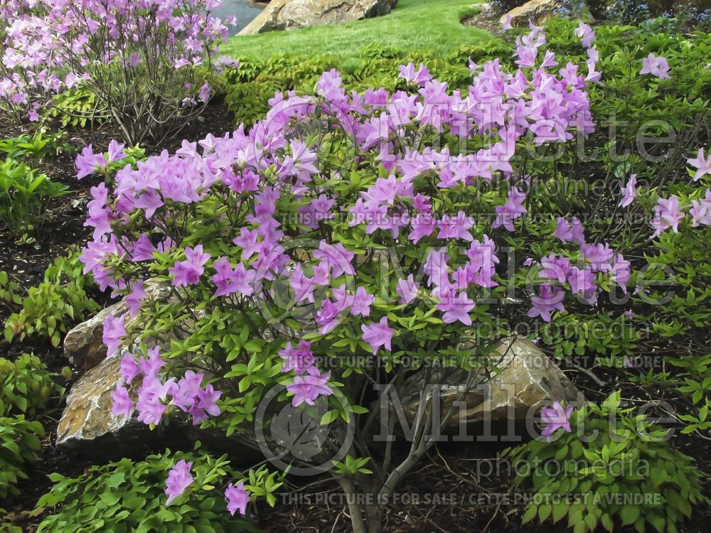 Rhododendron yedoense var. poukhanense (Rhododendron Azalea) 2 