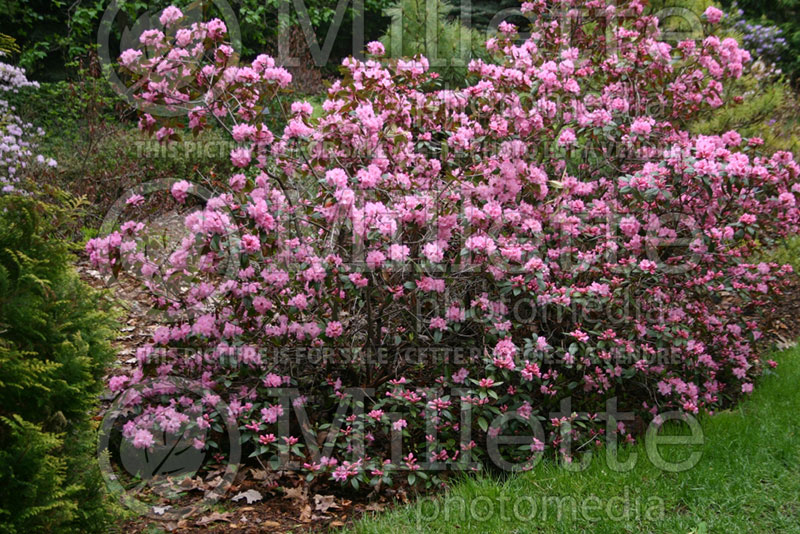 Rhododendron aka Azalea Aglo (Rhododendron) 1