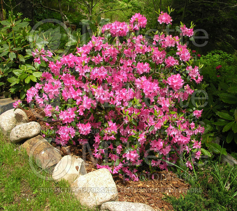 Rhododendron aka Azalea Aglo  (Rhododendron) 3