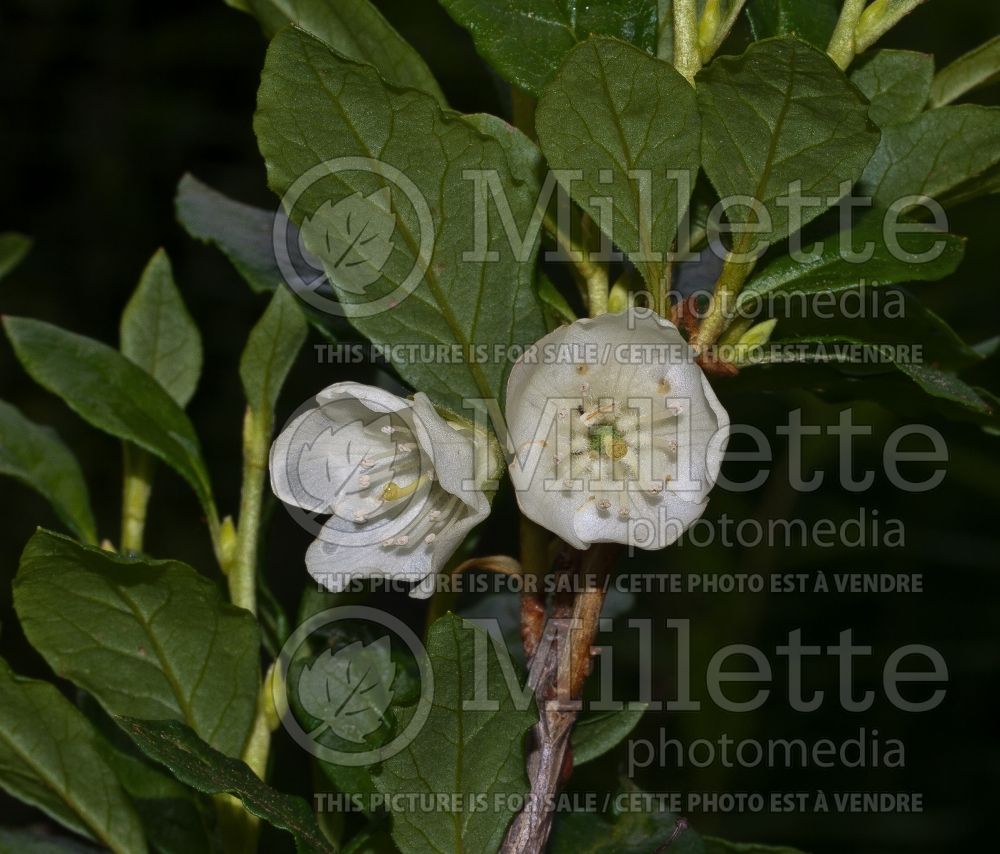 Rhododendron albiflorum  (Rhododendron) 1