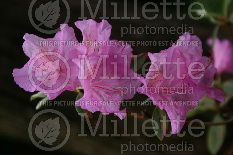 Rhododendron albrechtii (Rhododendron Azalea)  1 