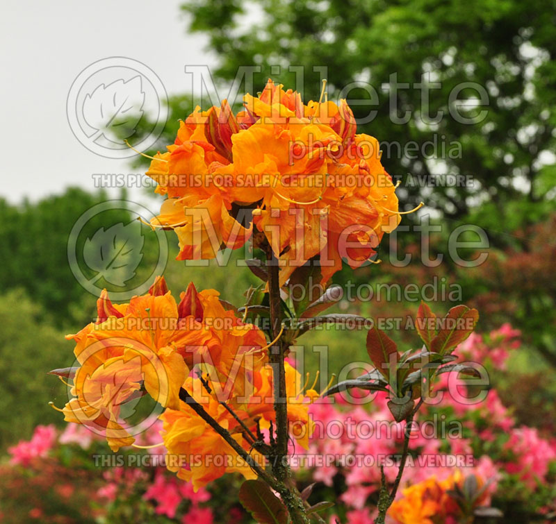 Rhododendron Annabella (Rhododendron) 2