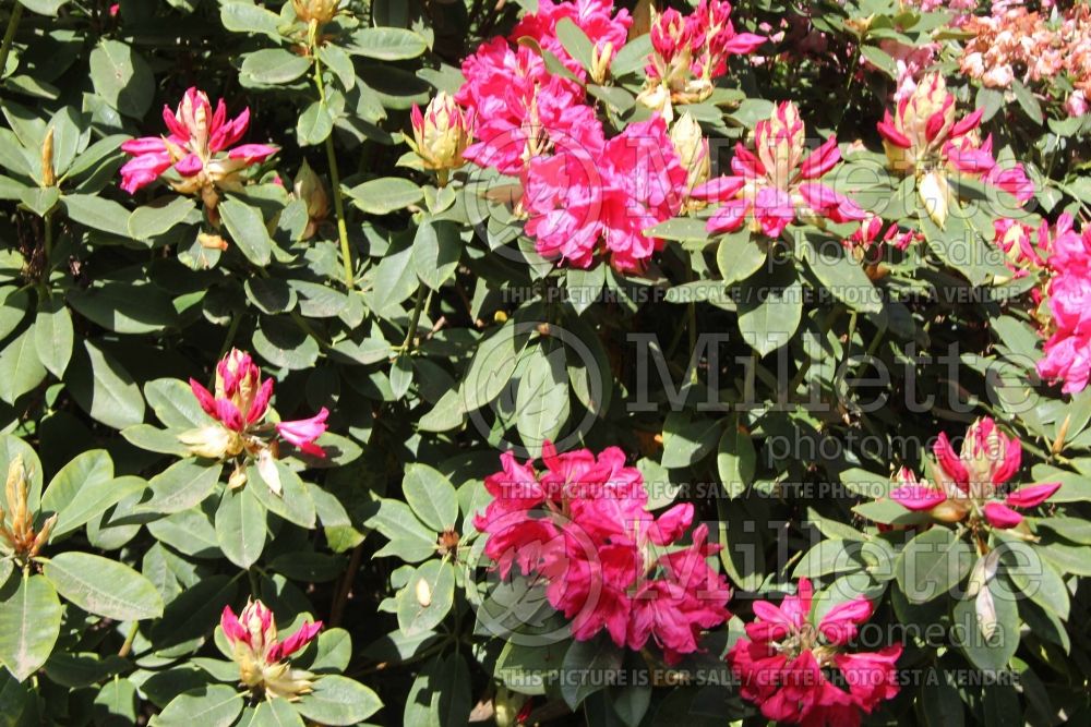Rhododendron Anna Rose Whitney (Rhododendron Azalea) 2 