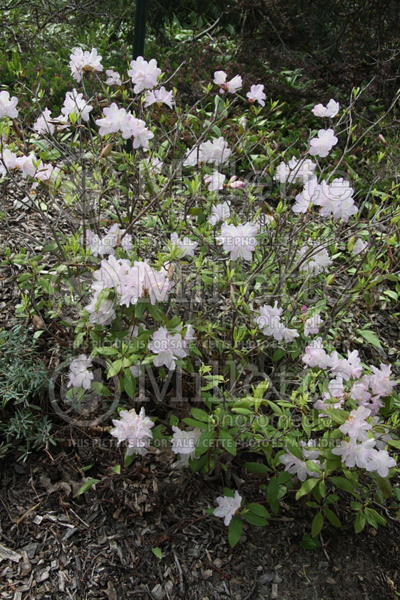 Rhododendron April Dawn (Rhododendron Azalea) 1 