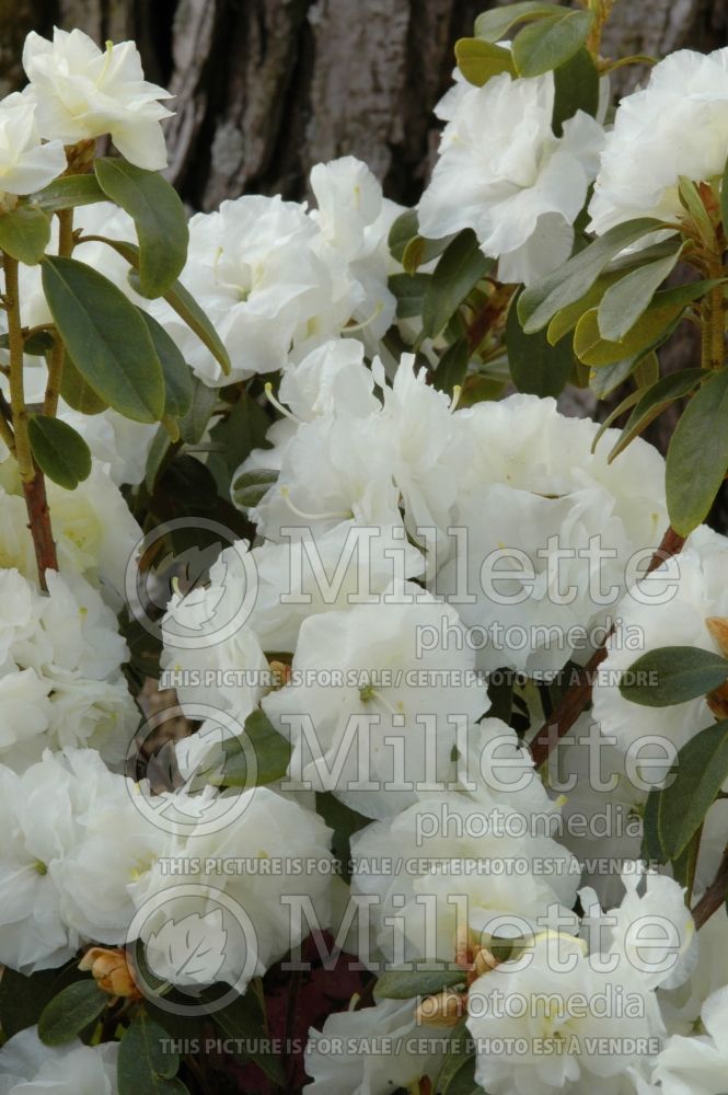 Rhododendron April Gem (Rhododendron azalea) 6