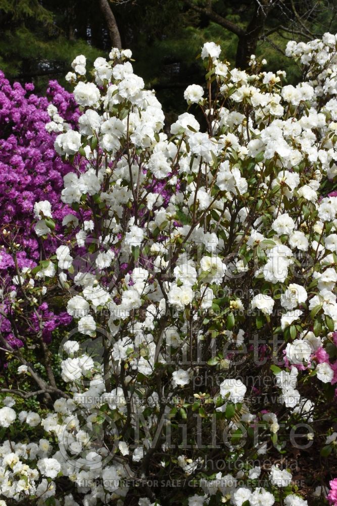 Rhododendron April Gem (Rhododendron azalea) 3
