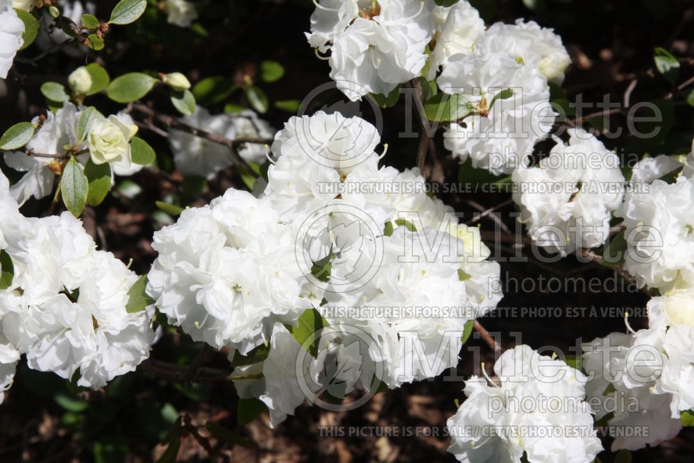 Rhododendron April Gem (Rhododendron azalea) 2
