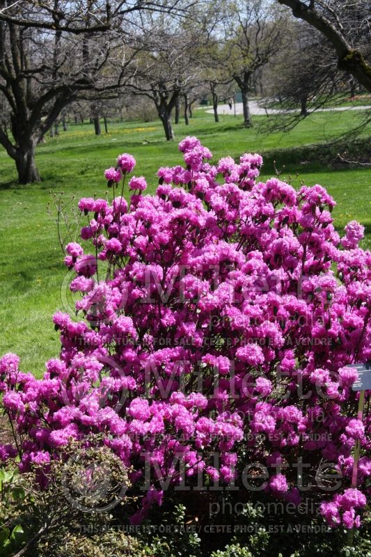 Rhododendron April Rose (Rhododendron azalea) 1