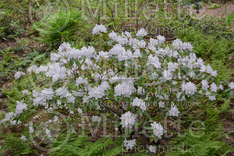 Rhododendron April Snow (Rhododendron Azalea) 1 