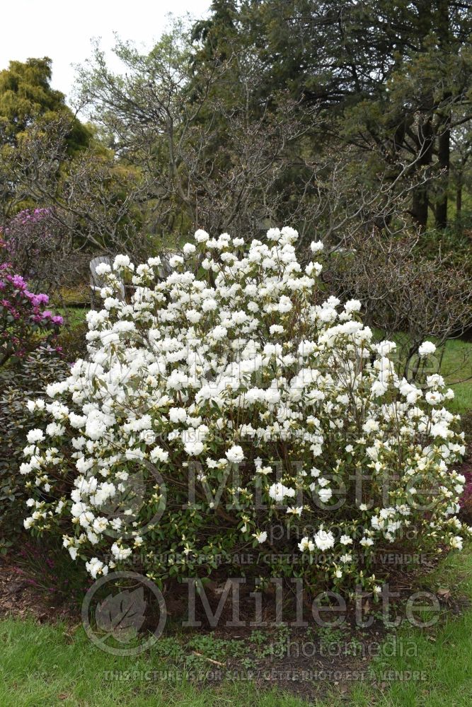 Rhododendron April Snow (Rhododendron Azalea) 2 