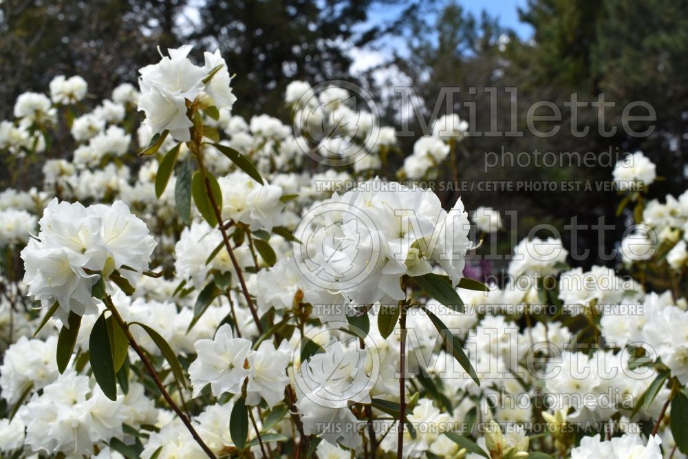 Rhododendron April Snow (Rhododendron Azalea) 3 
