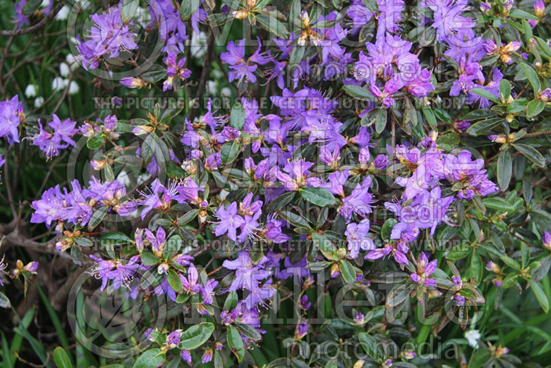 Rhododendron augustinii (Rhododendron) 3