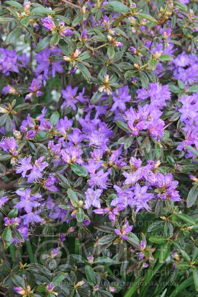 Rhododendron augustinii (Rhododendron) 4