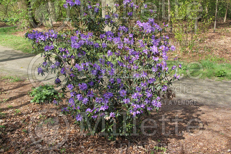 Rhododendron augustinii (Rhododendron) 5