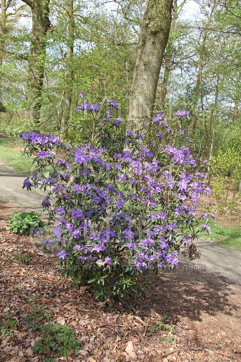 Rhododendron augustinii (Rhododendron) 6