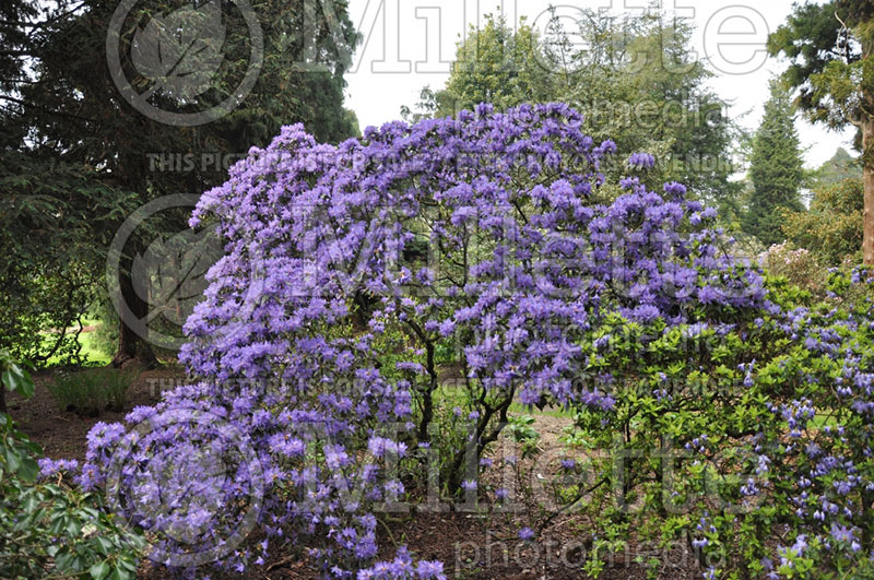 Rhododendron augustinii (Rhododendron) 1