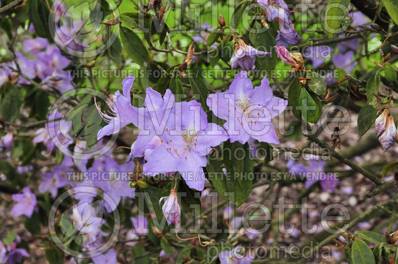 Rhododendron augustinii (Rhododendron) 2