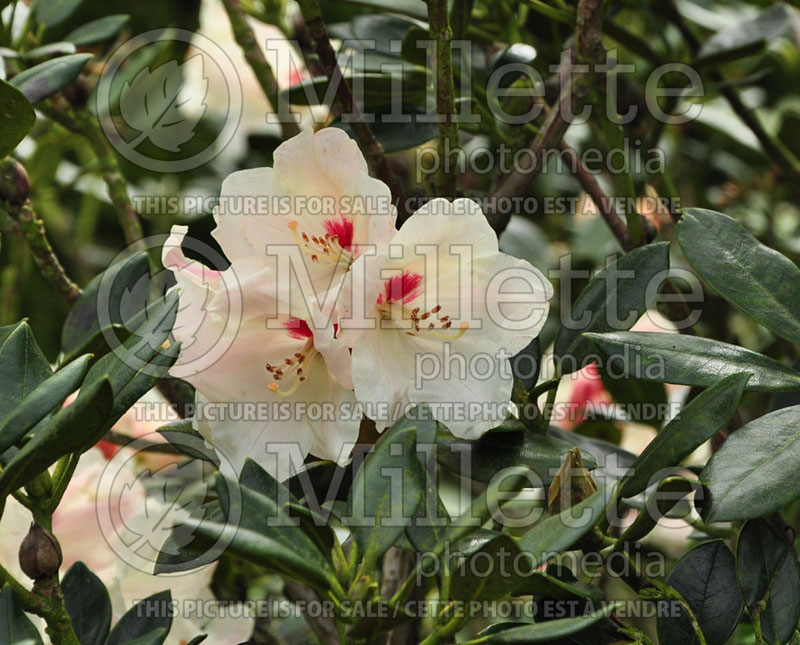 Rhododendron Babette (Rhododendron) 2