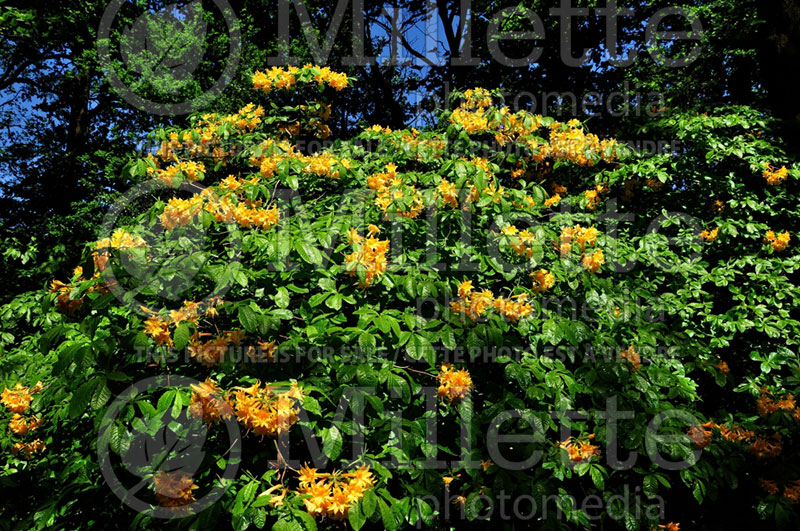 Rhododendron Bartholo Lazzari (Rhododendron) 1