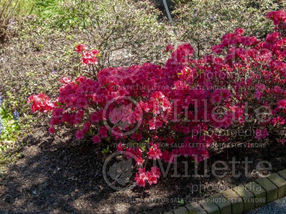 Rhododendron Bixby (Rhododendron Azalea) 1