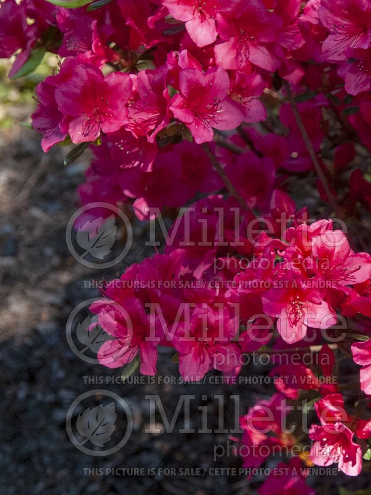 Rhododendron Bixby (Rhododendron Azalea) 2