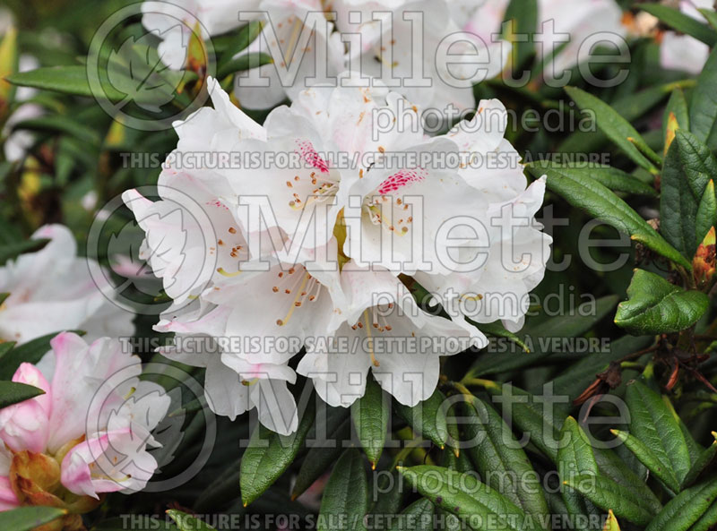 Rhododendron Blewbury (Rhododendron) 2