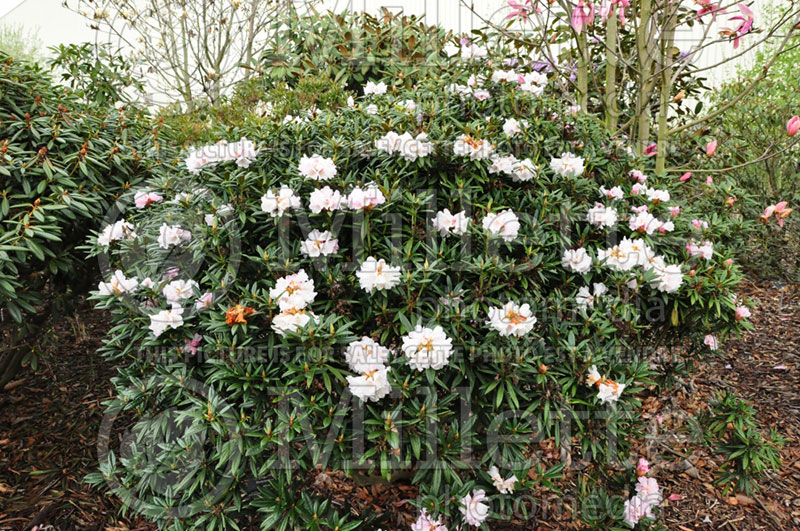 Rhododendron Blewbury (Rhododendron) 1