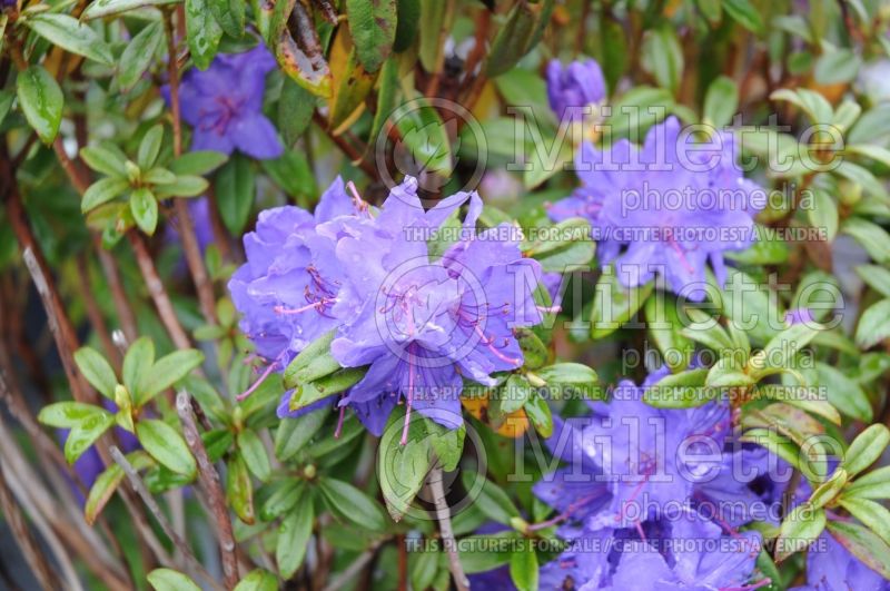 Rhododendron Blue Baron (Rhododendron) 1  