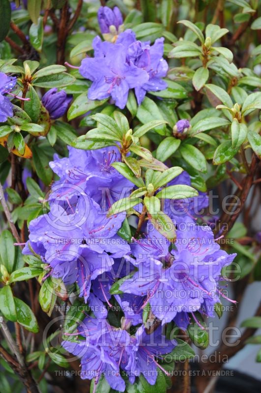 Rhododendron Blue Baron (Rhododendron) 2  