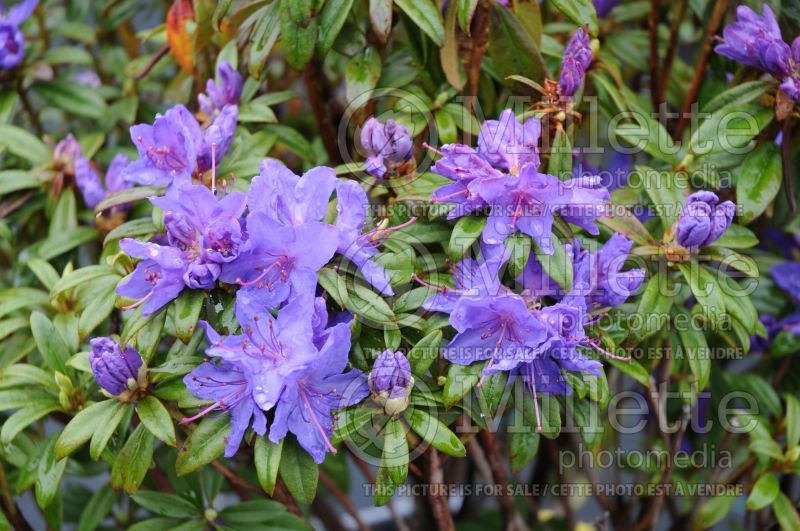 Rhododendron Blue Baron (Rhododendron) 3  