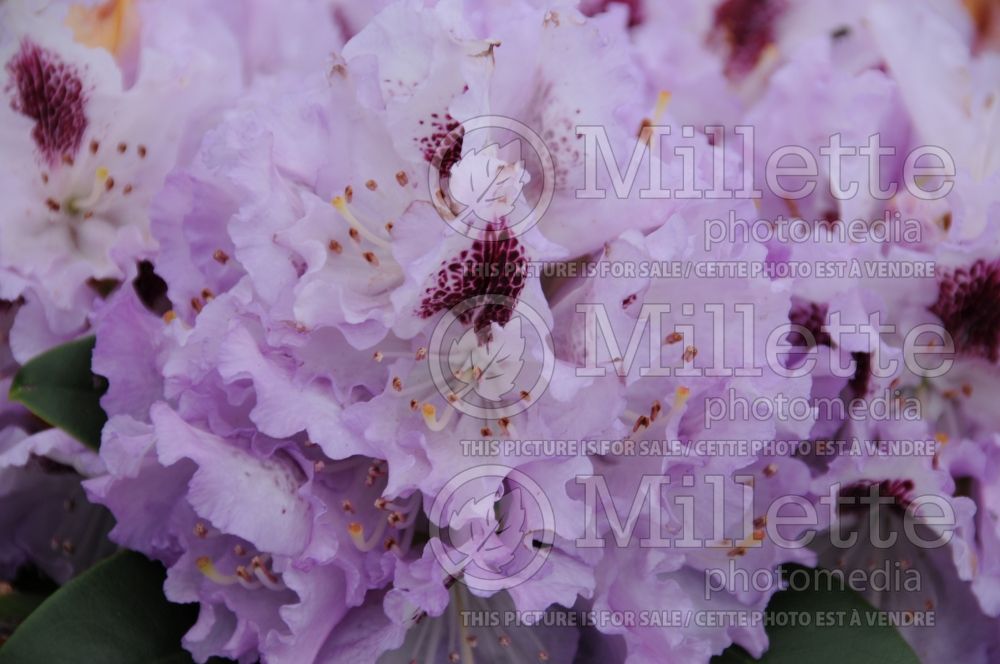 Rhododendron Blue Peter (Rhododendron) 1 