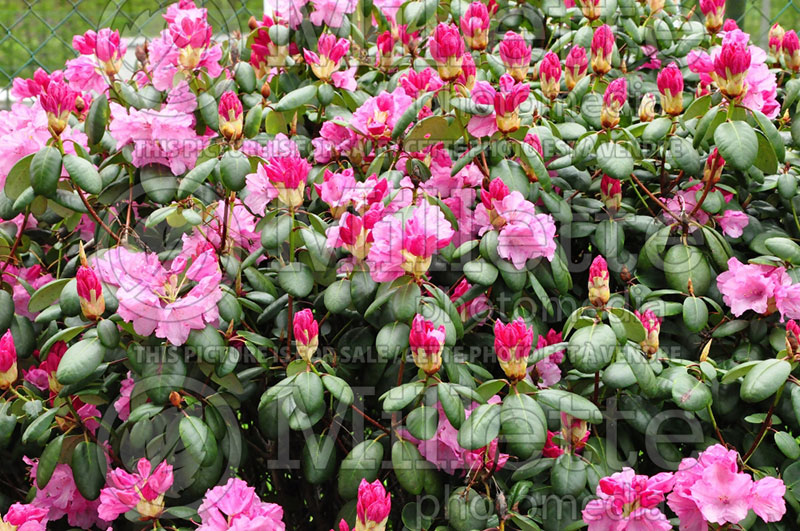 Rhododendron Boccia (Rhododendron) 1