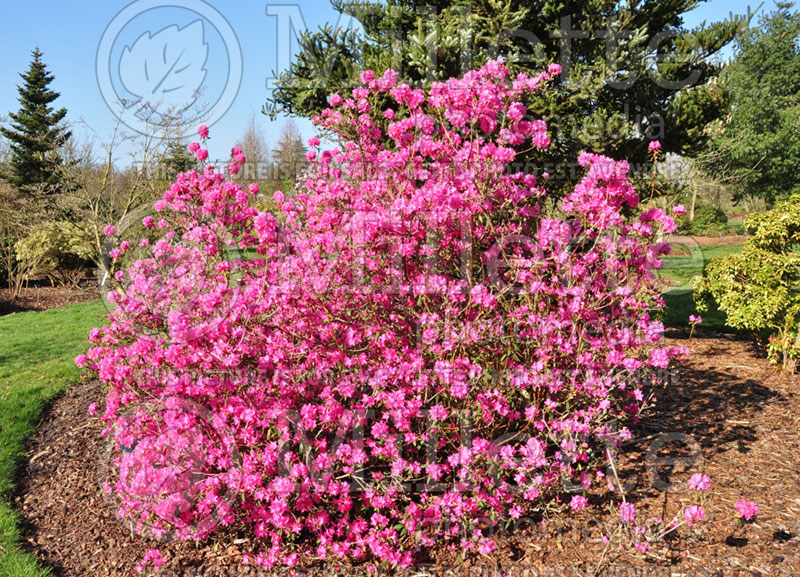 Rhododendron Boskoop Ostara (Rhododendron Azalea) 1 