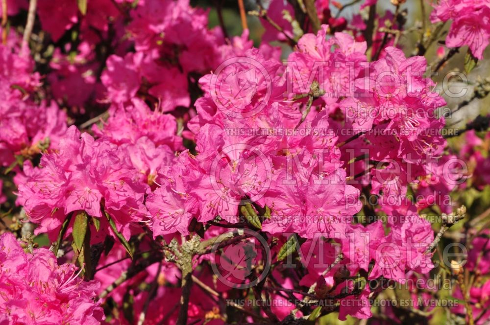 Rhododendron Boskoop Ostara (Rhododendron Azalea) 2 