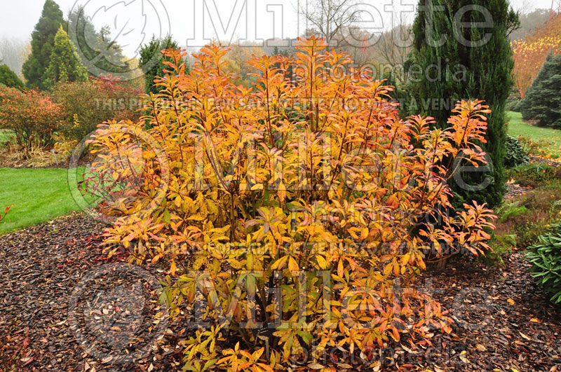 Rhododendron calendulaceum (Rhododendron) 1 