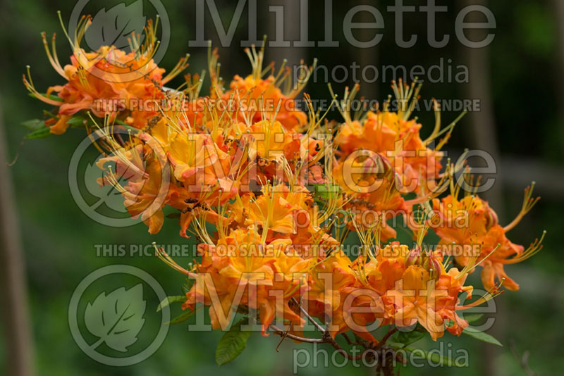 Rhododendron calendulaceum (Rhododendron Flame azalea) 4 