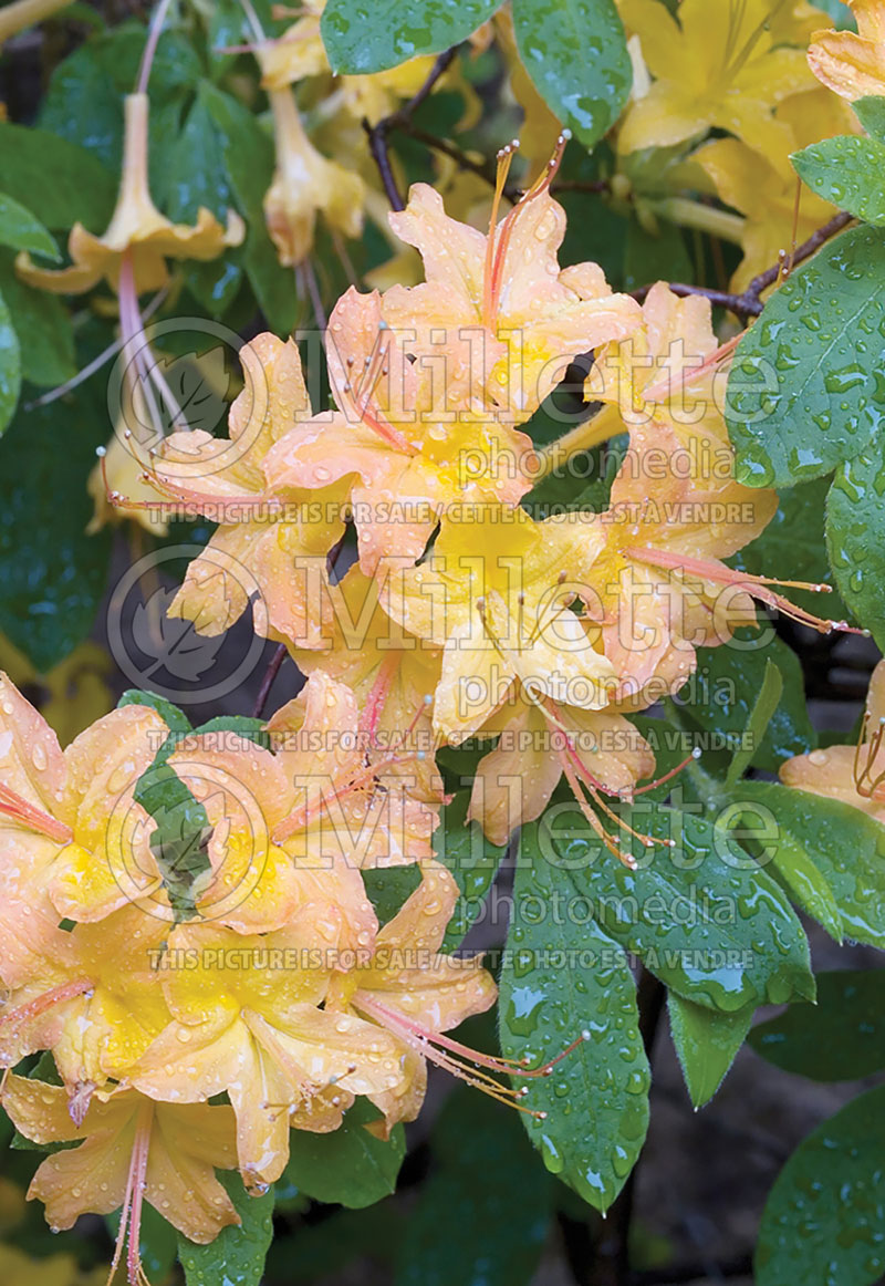 Rhododendron calendulaceum (Rhododendron Flame azalea) 3 