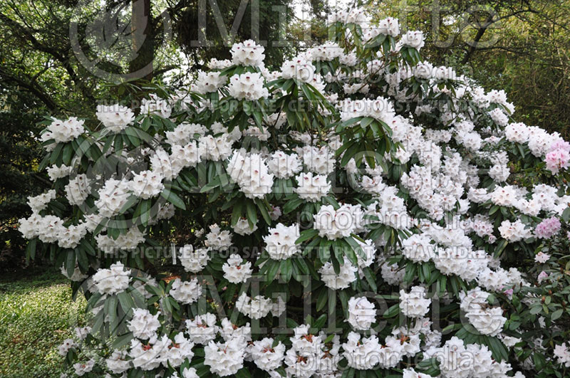 Rhododendron Calfort (Rhododendron) 1