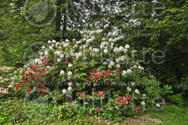 Azalea aka Rhododendron Calsap aka INKARHO (Rhododendron) 3